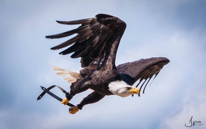 Les aigles de Château-Thierry activité château thierry
